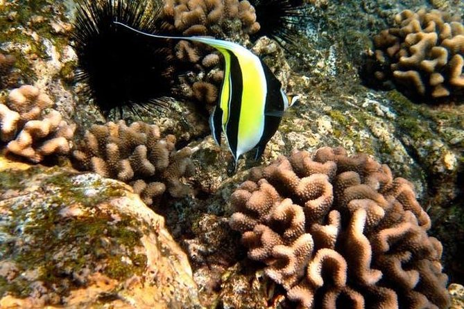 Deluxe Morning Snorkeling Adventure - The Boat Stops: Sea Caves and Lava Tubes You Can See Without Straining