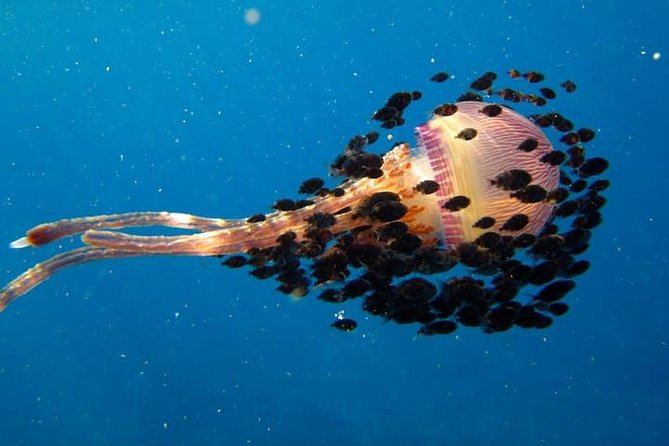 Deluxe Morning Snorkeling Adventure - Stop 2: Puʻuhonua O Honaunau (Place of Refuge) for a Second Snorkel