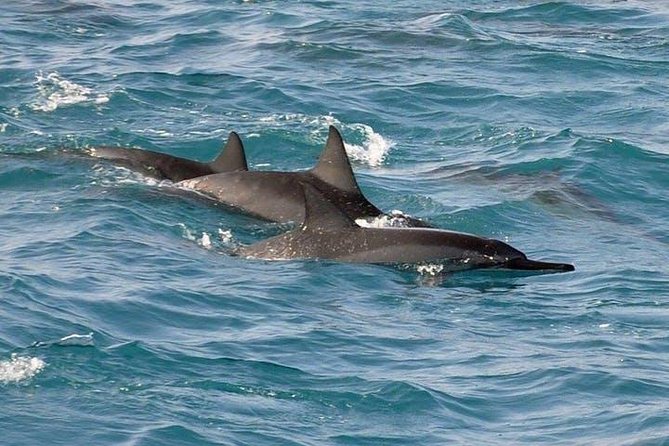 Deluxe Snorkel & Dolphin Watch Aboard a Luxury Catamaran from Kailua-Kona - Food and drinks: the real value booster