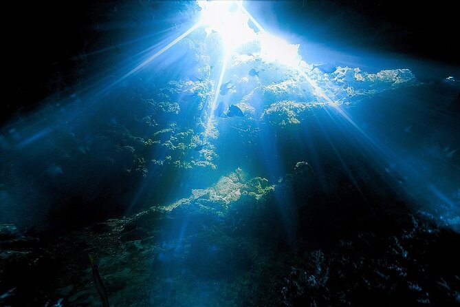 Dolphin, Sea Cave, Captain Cook, Kealakekua Bay Reef Snorkeling - Sea Caves, Lava Tubes, and Dramatic Coastline Features