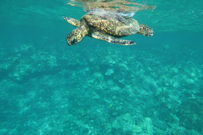 Dolphin, Sea Cave, Captain Cook, Kealakekua Bay Reef Snorkeling - Dolphins and Whales: The Thrill Is Real, the Guarantee Is Not