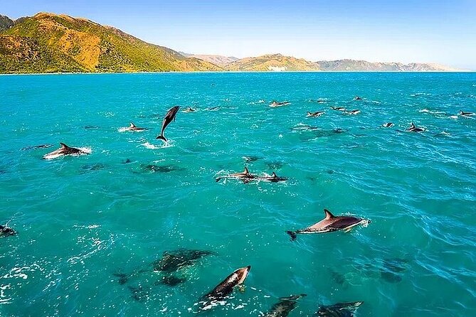 Dolphin, Sea Cave & Captain Cook Snorkel Combo in Kealakekua Bay - Quick take: what makes this snorkel combo work