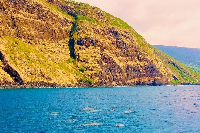 Dolphin, Sea Cave & Captain Cook Snorkel Combo in Kealakekua Bay - Dolphin and whale encounters: how to set expectations right