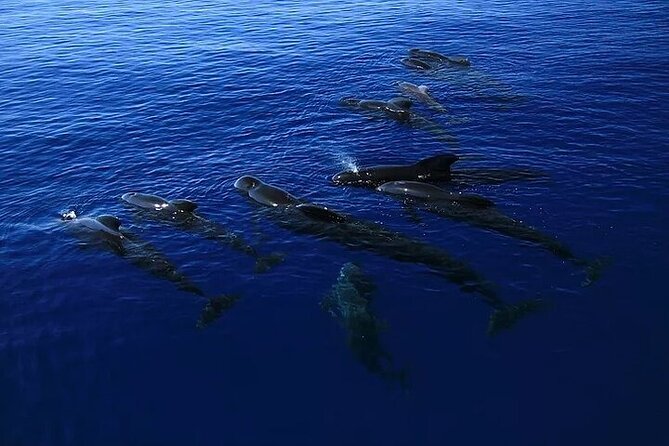 Dolphin, Sea Cave & Captain Cook Snorkel Combo in Kealakekua Bay - The Zodiac RIB boat ride: small, fast, and real