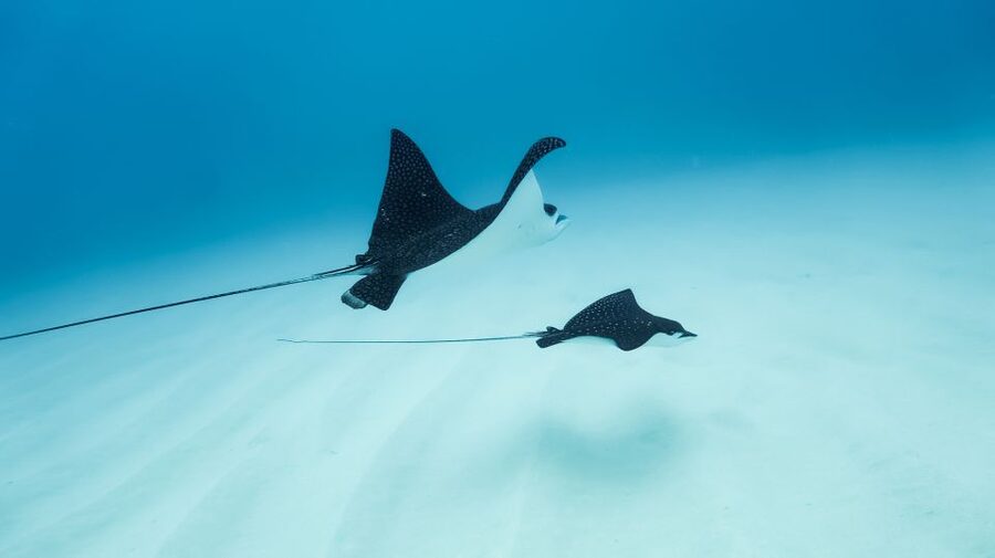 Dolphin Watch Snorkel and BBQ in Kona, Big Island - From Honokohau Marina Out Into Kona’s Open Water