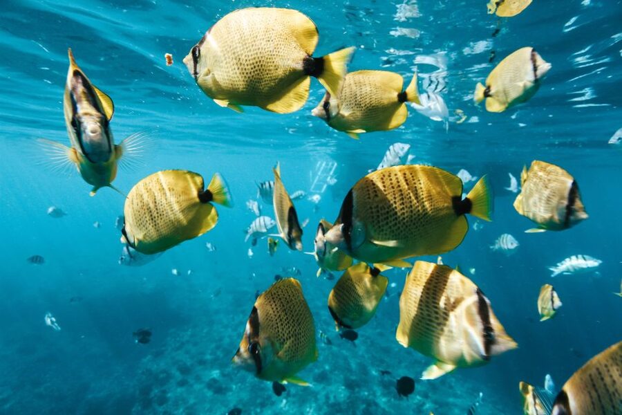 Dolphin Watch Snorkel and BBQ in Kona, Big Island - The Snorkel Plan: Two Secluded Spots You Can’t Walk To