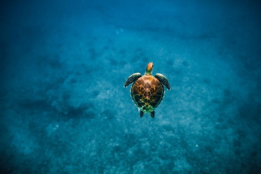Dolphin Watch Snorkel and BBQ in Kona, Big Island - What You’ll See in the Water (Sea Turtles Are the Big One)
