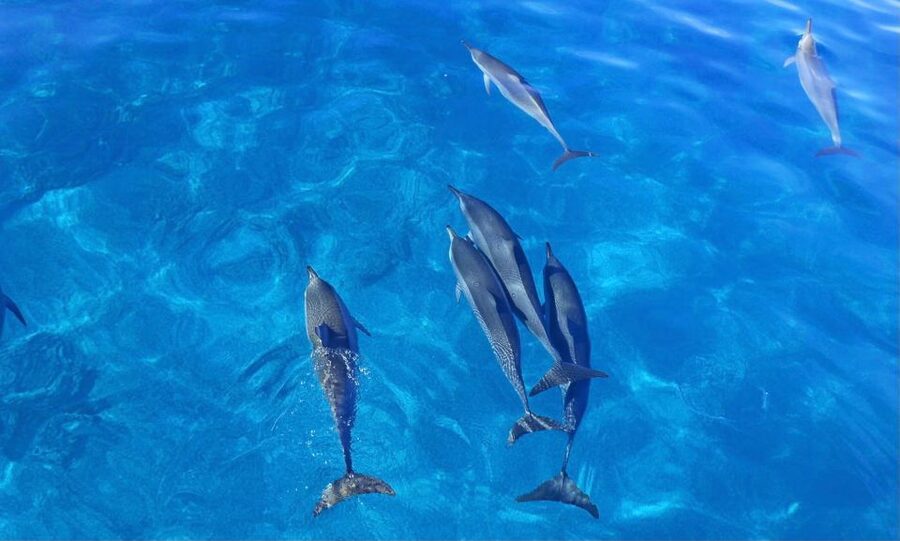 Dolphin Watch Snorkel and BBQ in Kona, Big Island - Getting Comfortable on the KIBOU: Shade, Restroom, and a Floating Mat