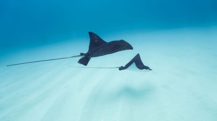 Dolphin Watch Snorkel and BBQ in Kona, Big Island - Alcohol and What’s Allowed on Board