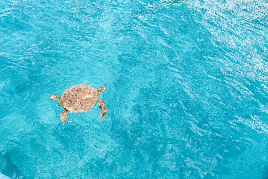 Dolphin Watch Snorkel and BBQ in Kona, Big Island - Timing Reality: Short Day, Quick Transfers, and Motion