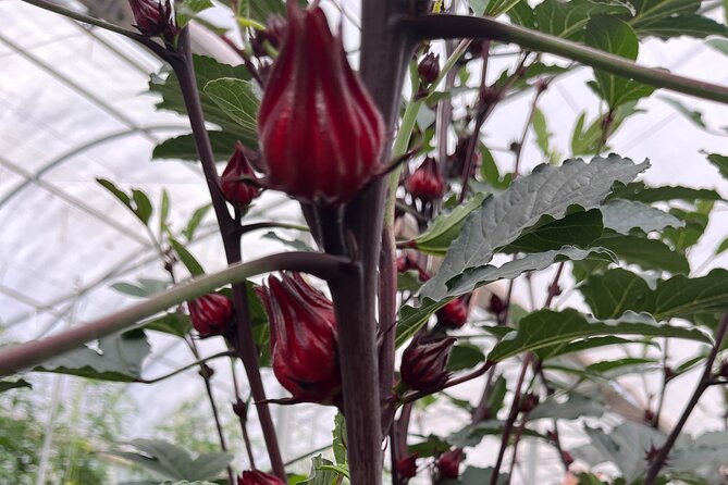 Edible Hibiscus Guided Farm Tour (Big Island) - Key Highlights You Should Know
