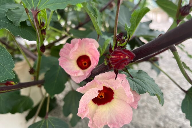 Edible Hibiscus Guided Farm Tour (Big Island) - The Outside Demonstration Garden: Spotting Varieties and Learning What Changes When You Eat