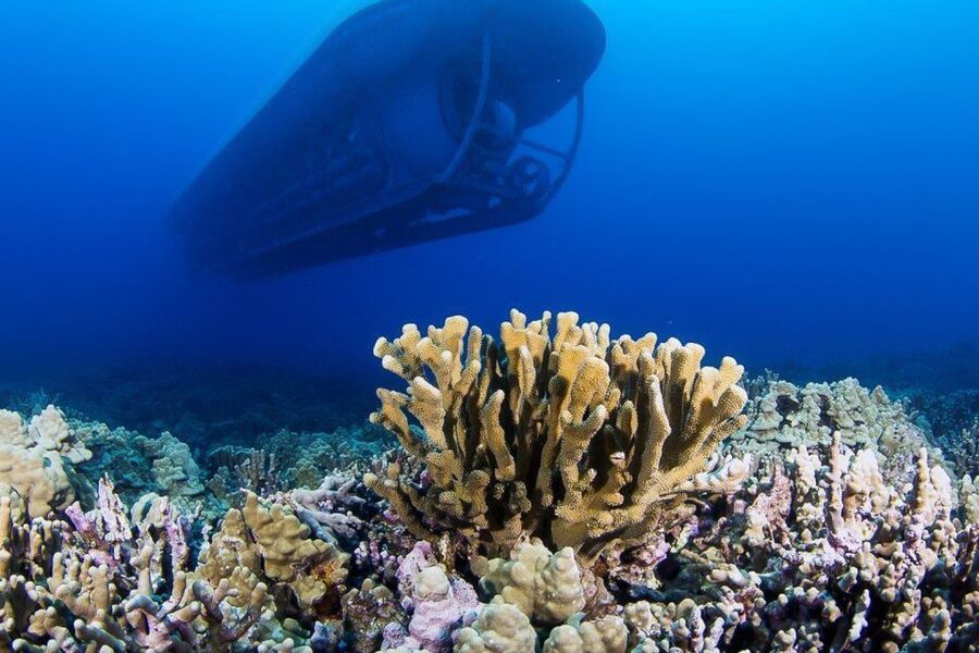 From Kona: Big Island Underwater Submarine Adventure - What You’ll See Beneath the Waves: Coral, Fish, and Shipwreck Scenery