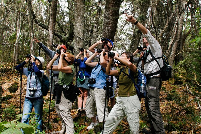 Full-Day Hakalau Forest Reserve Bird Watching Adventure - Key Highlights You’ll Actually Care About
