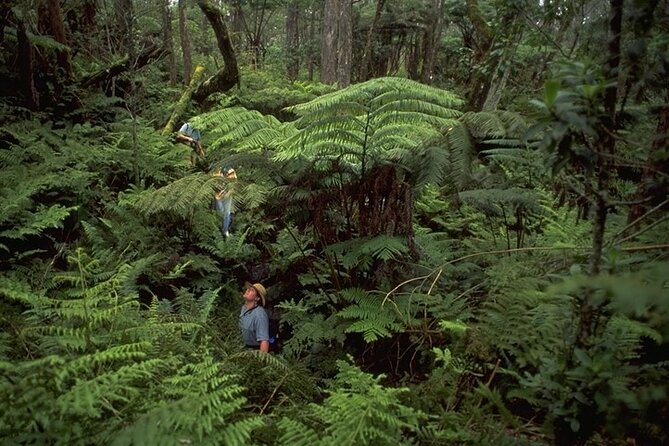 Full-Day Hakalau Forest Reserve Bird Watching Adventure - How Much Walking? The Uneven Terrain Reality Check