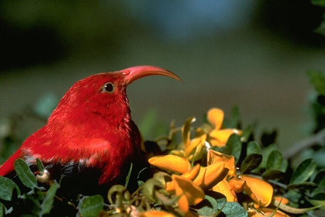 Full-Day Hakalau Forest Reserve Bird Watching Adventure - Price and Value: Is $287.96 Reasonable for a Full-Day Endemic Fix?