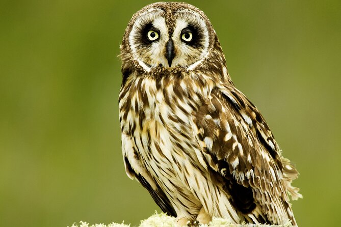 Full-Day Hakalau Forest Reserve Bird Watching Adventure - The Treetop Birding Plan: Akepa, Apapane, Omao, and Friends