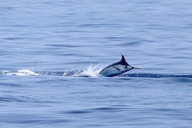 Full Day Sportsman/Enthusiast Charter - Kona Cowboy in Kailua-Kona: Why This Kind of Day Works