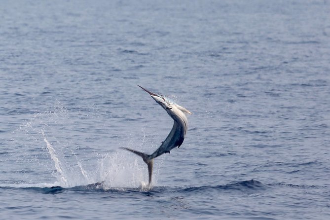 Full Day Sportsman/Enthusiast Charter - Your Fishing Targets: From Blue Marlin to Mahi Mahi