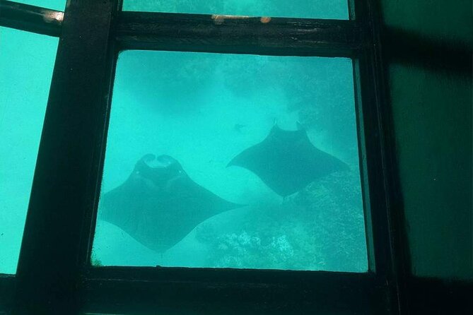 Glass-Bottom Boat Cruise from Waikoloa - Marine Naturalists and the Questions to Ask