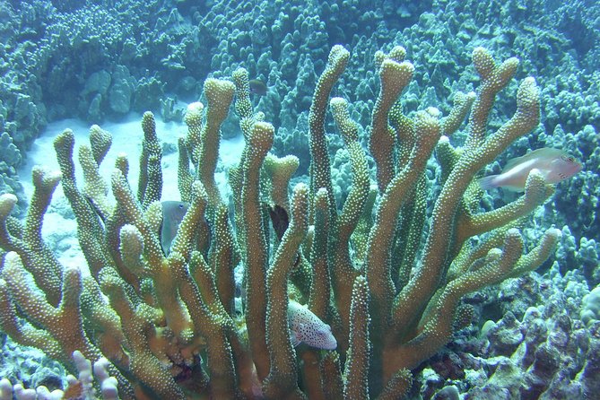 Glass-Bottom Boat Reef Tour - Deeper Waters and the Drop-Off: When the Reef Ends