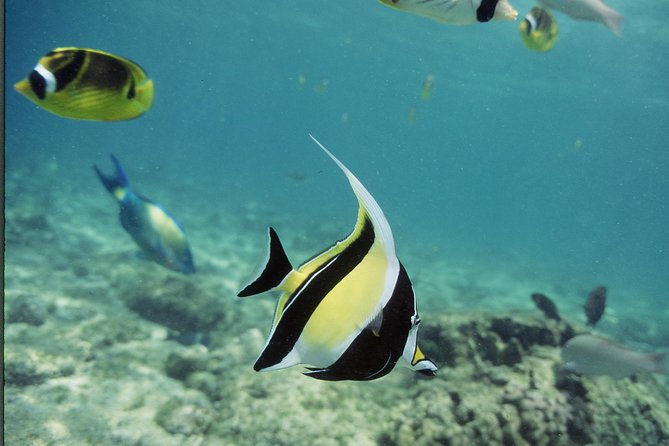 Glass-Bottom Boat Reef Tour - Dolphins and Seasonal Chances: What’s Realistic to Expect