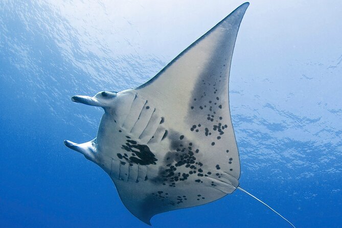 Glow of the Deep: Night Snorkeling with Manta Rays - Getting On Board at Honokohau Harbor: Location and Boat Comfort