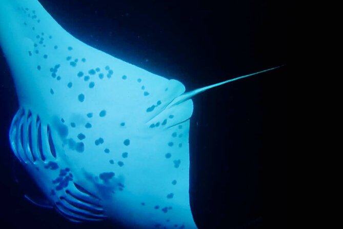 Glow of the Deep: Night Snorkeling with Manta Rays - Gear Up and Get Positioned: The Snorkel Setup Works for Most People