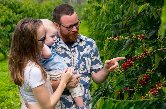 Hala Tree Coffee Farm Tour - Views with your cup: the ocean factor at Captain Cook