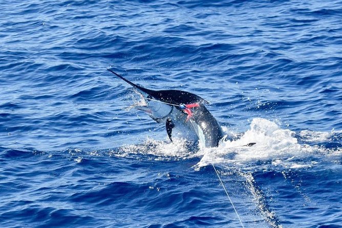 Half Day Afternoon Angler Charter - Key Highlights at a Glance