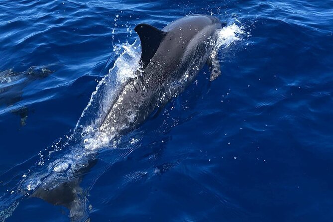 Half Day Private Cruise Tour with Snorkeling and Fishing in Kona - Your 5-Hour Private Charter on Big Island (What It Feels Like)