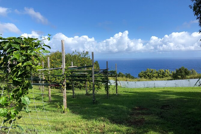 Hamakua Coast Farm Small-Group Walking and Tasting Tour - The 2-Hour Walking Portion: Orchards, Structures, and Sheep