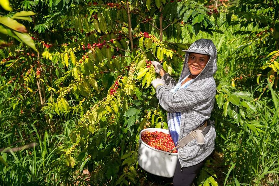 Hawaii: Hala Tree Coffee Farm Tour and Tasting - Key things to know before you go