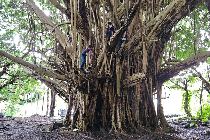 Hawaii Volcanoes, Waterfalls, Beaches & Hilo Highlights Day Tour - Liliʻuokalani Gardens: A Short Walk That Feels Like a Breath