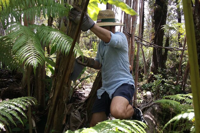 Hawaiian Rainforest Banana Cultivation Experience - Key highlights you’ll actually care about