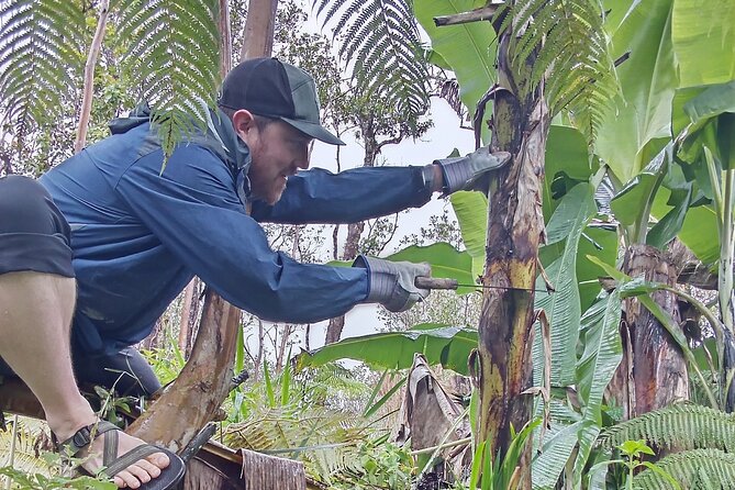 Hawaiian Rainforest Banana Cultivation Experience - The 2-hour flow: from rainforest walk to cutting and tasting