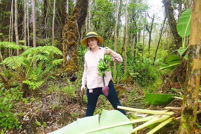Hawaiian Rainforest Banana Cultivation Experience - Propagation in practice: making new banana plants