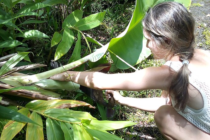 Hawaiian Rainforest Banana Cultivation Experience - The inner stem and edible core: the banana lesson you don’t expect