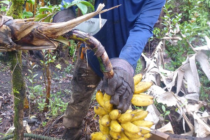 Hawaiian Rainforest Banana Cultivation Experience - Harvest and tasting: green bananas and green banana tea