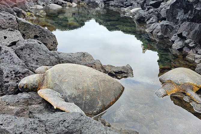 Hilo and Volcano National Park Tour for Cruise Passengers at port - Key things you’ll notice on this cruise-day route