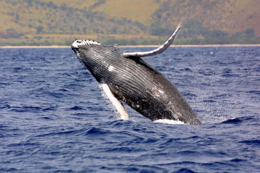 Hilo: Humpback Whale-Watching Cruise with Snacks and Drinks - Where You Start: Wailoa Boat Harbor, Slip 4, and the Malama I Ke Kai