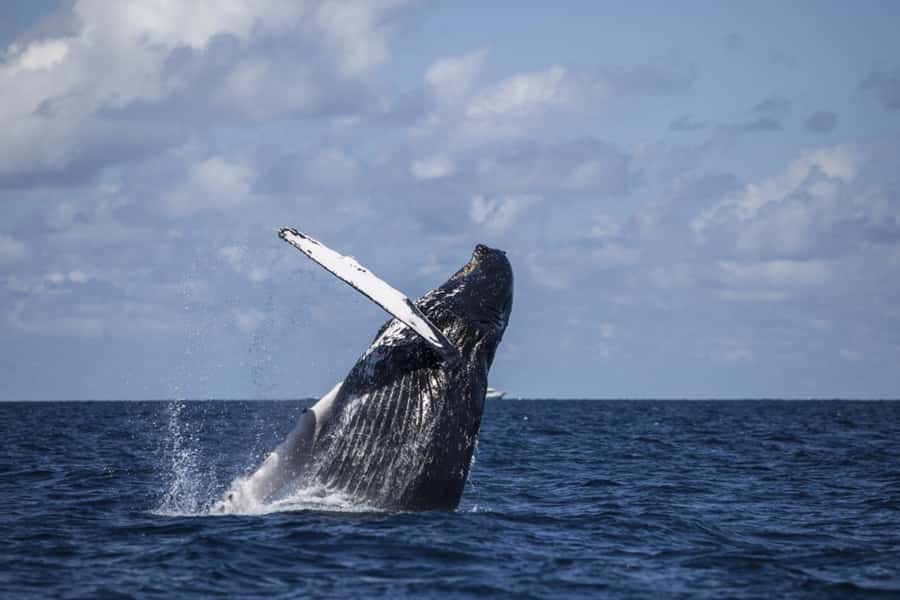 Hilo: Humpback Whale-Watching Cruise with Snacks and Drinks - Whale Sightings: What You’re Really Paying For