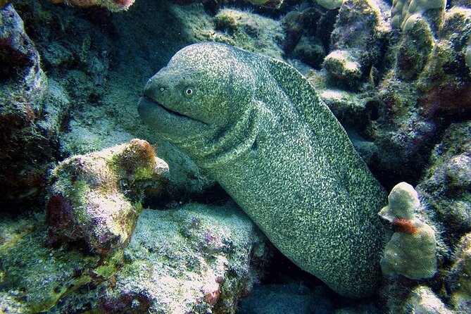 Hilo's Remote Tropical Reef 2 Tank Boat Dive - Key points to know before you go