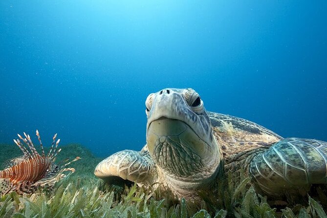 Hilo's Remote Tropical Reef 2 Tank Boat Dive - Getting started at 9:30 by Hilo Ocean Adventures