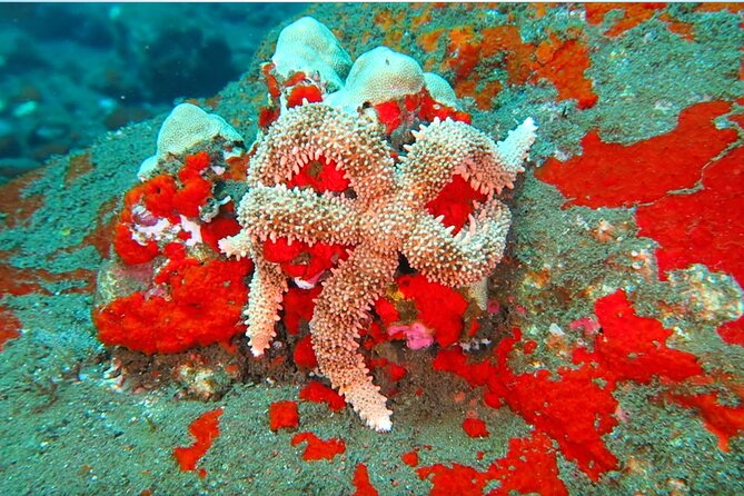 Hilo's Remote Tropical Reef 2 Tank Boat Dive - What you might see above water on the Hamakua Coast