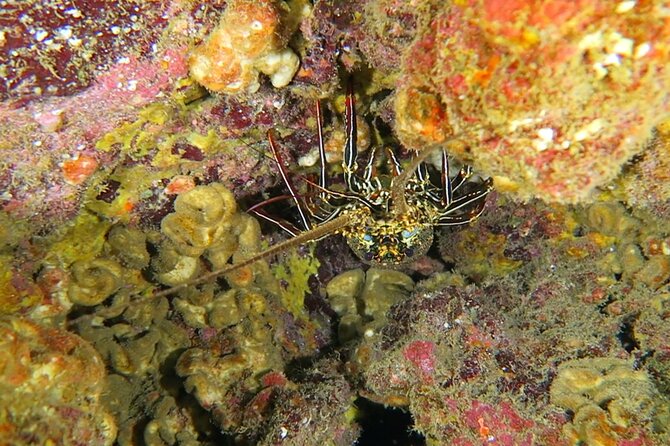 Hilo's Remote Tropical Reef 2 Tank Boat Dive - Underwater highlights: pinnacles, canyons, and lava tubes