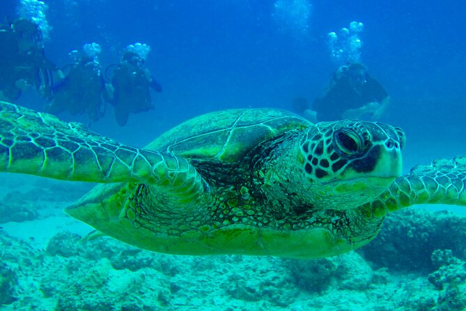 Hilo's Remote Tropical Reef 2 Tank Boat Dive - Wildlife odds: spinner dolphins, mantas, and the fun surprises