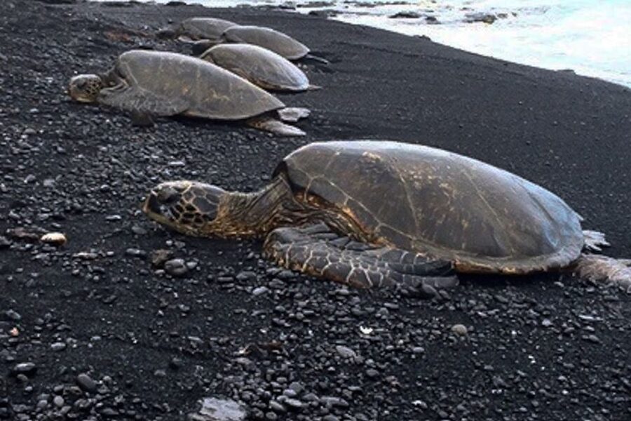 Hilo: Sea Turtle Lagoon and Black Sand Beach Snorkel - Key things that make this snorkel tour work
