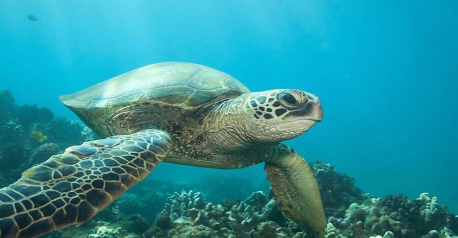 Hilo: Sea Turtle Lagoon and Black Sand Beach Snorkel - Hilo’s sea turtle lagoon and black sand: why the setting matters