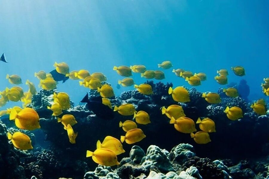 Hilo: Sea Turtle Lagoon and Black Sand Beach Snorkel - Stop 1 in the lagoon: brackish water wildlife and the chance to see turtles